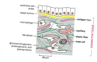 Desmosomes and hemidesmosomes in epithelial cells