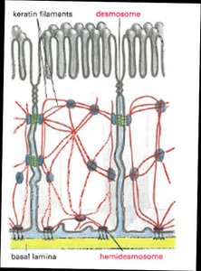 Basement membrane and cell junctions