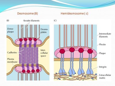 Desmosome vs hemidesmosome structure