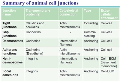 Summary table of animal cell junctions
