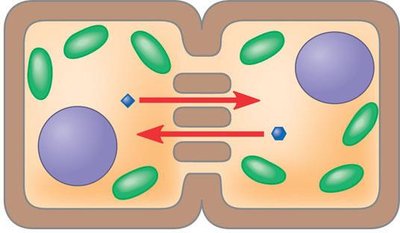 Plasmodesmata between plant cells