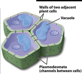 Plasmodesmata channels in plant cells