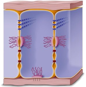 Types of intercellular junctions in animals