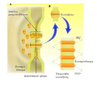 Gap junction channel structure