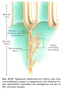 Tight junction structure