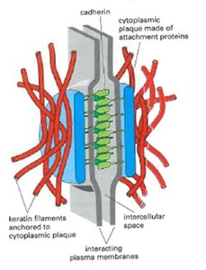 Desmosome structure with cytoskeletal filaments