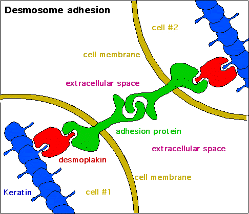 Desmosome adhesion and desmoplakin