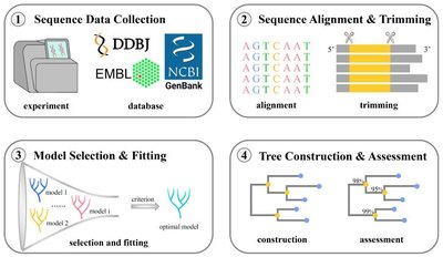 Workflow for constructing a phylogenetic tree