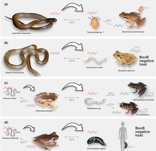 Diagram showing horizontal gene transfer between species