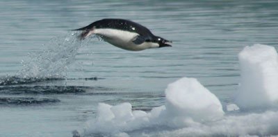 Penguin leaping from water, illustrating convergent evolution of swimming adaptations