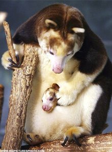 Marsupial mammal with offspring, illustrating parallel evolution
