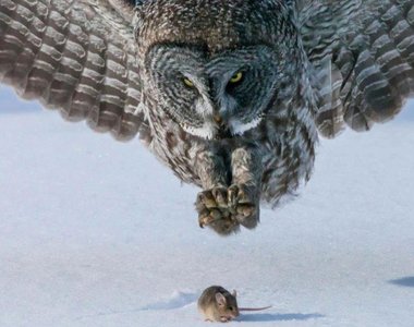 Owl hunting a mouse, illustrating predator-prey coevolution