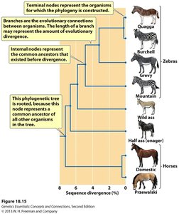 Phylogenetic tree showing relationships among horses and zebras