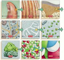 A sense of scale between living cells and atoms