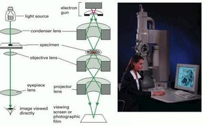 Multiple-fluorescent-probe microscopy