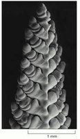 Three-dimensional reconstruction from confocal microscope images