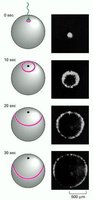The nuclear pore