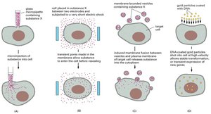 Negatively stained actin filaments