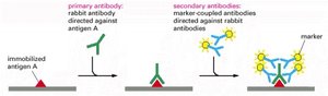 Four types of light microscopy