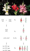Incomplete dominance in snapdragons