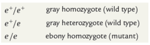 Allele notation table