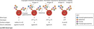 ABO blood types and codominance