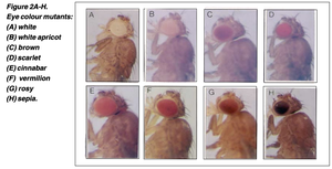 Drosophila eye color mutants
