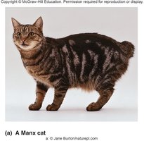 Manx cat