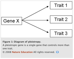 Diagram of pleiotropy