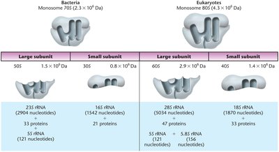 Prokaryotic and eukaryotic ribosome composition