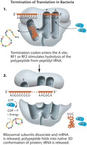 Termination of translation in bacteria