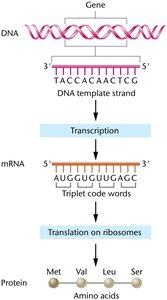 Central dogma: DNA to mRNA to protein