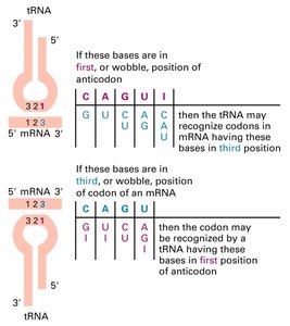 Wobble hypothesis and nonstandard base pairing