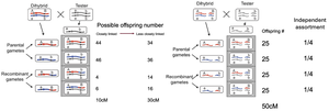 Testcross diagrams showing weakening linkage as gene distance increases from 10 cM to 50 cM