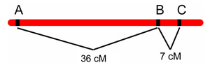 Chromosome map showing genes A, B, and C with distances 36 cM and 7 cM