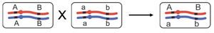 Cross between true-breeding parents to produce a dihybrid