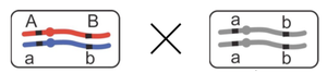 Dihybrid testcross diagram