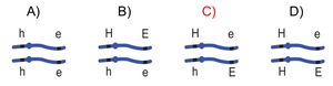 Possible allele arrangements in dihybrid mice