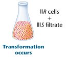 Extraction and treatment of IIIS cells