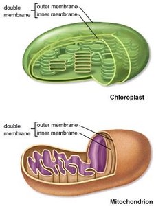 Mitochondria and chloroplasts contain DNA