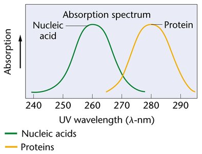 UV absorption spectrum: nucleic acids vs proteins