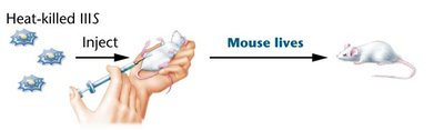 Injection of heat-killed virulent bacteria: mouse lives
