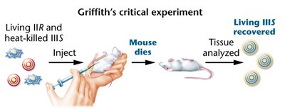 Griffith's critical experiment: transformation