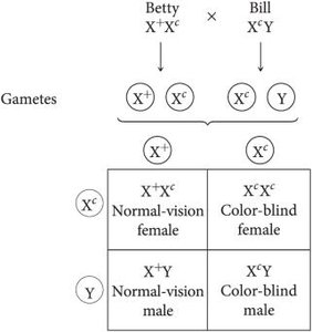 Punnett square for X-linked color blindness