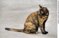 Tortoiseshell cat showing X-inactivation mosaicism