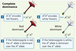 Complete dominance in flower color