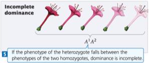 Incomplete dominance in flower color