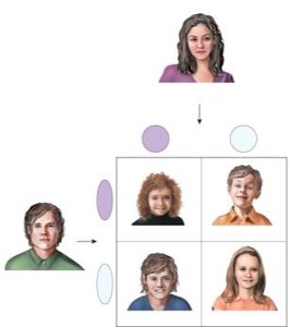 Inheritance of human hair texture