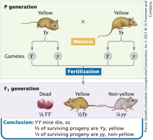 Lethal allele inheritance in mice