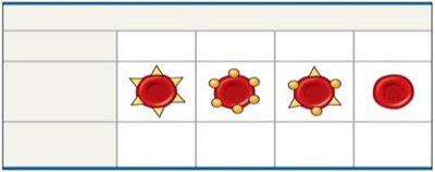 ABO blood group genotypes and phenotypes